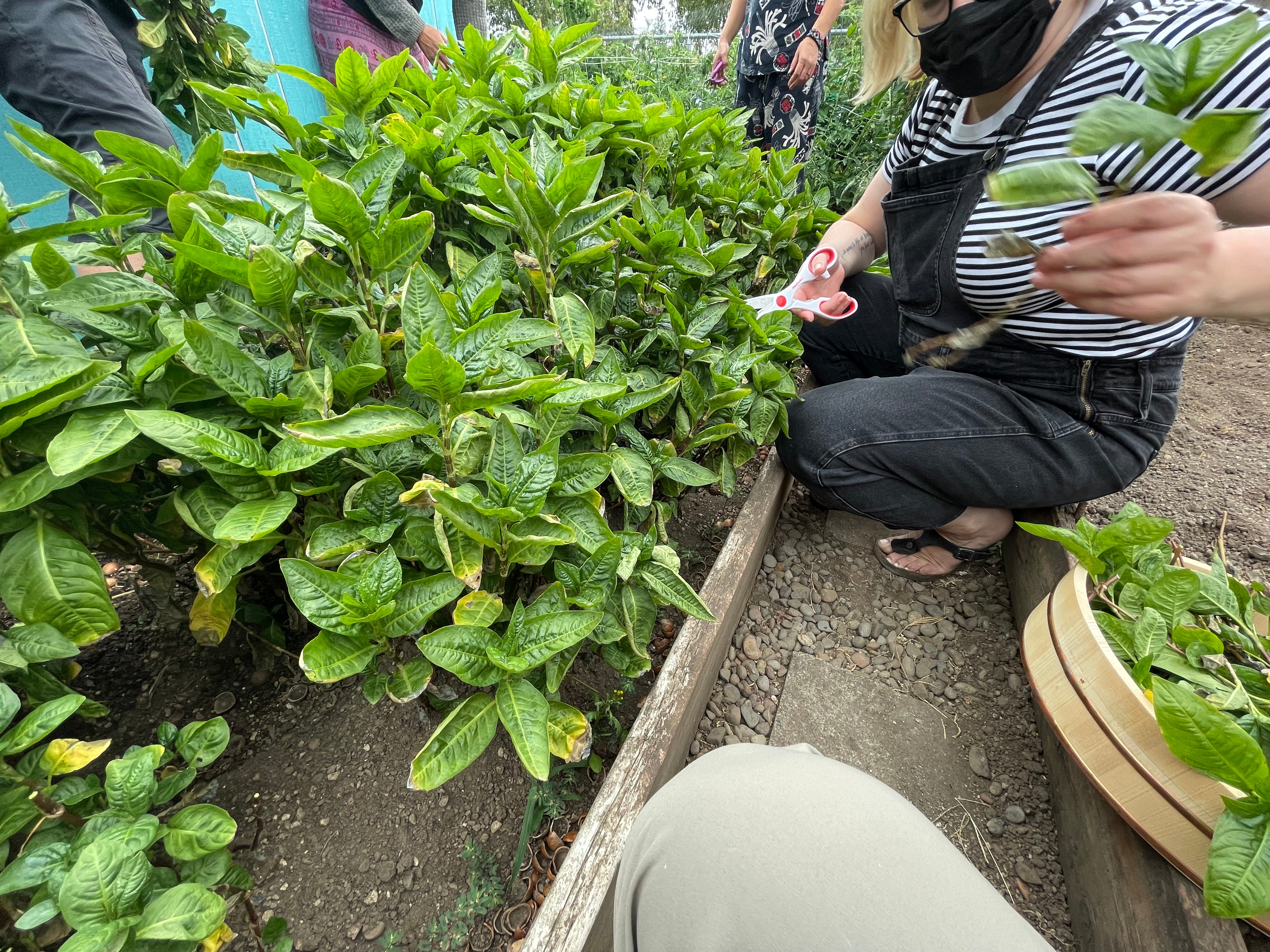 MAYUDARUMA – MAYUDARUMA -まゆだるま -